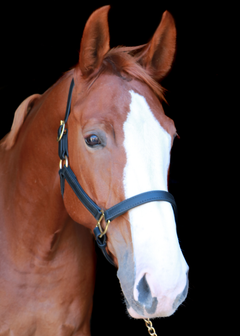 Silvabel Double Stitched Halter