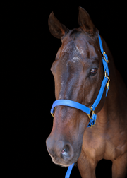 Silvabel Double Stitched Halter