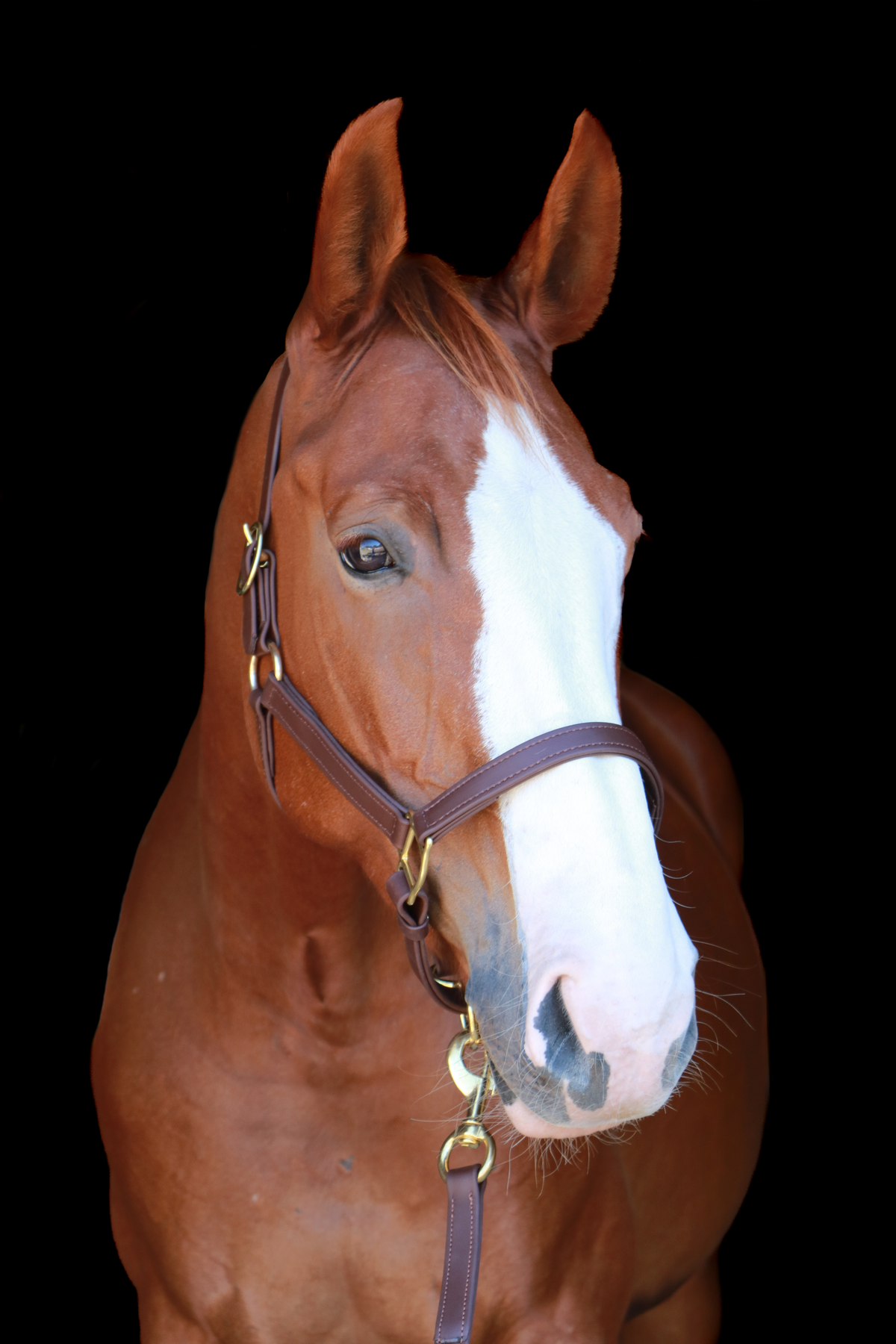Silvabel Double Stitched Halter