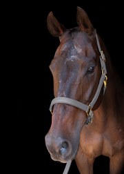Silvabel Double Stitched Halter