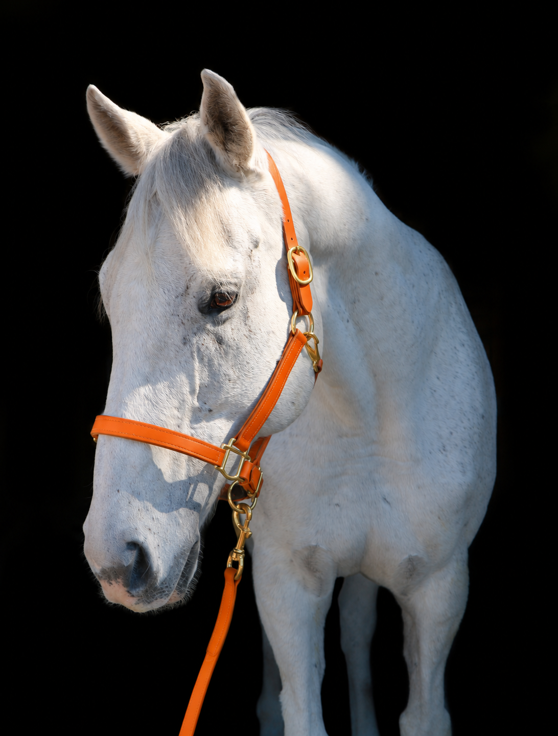 Silvabel Double Stitched Halter