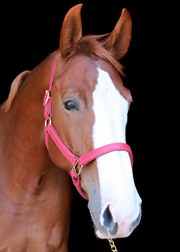 Silvabel Double Stitched Halter