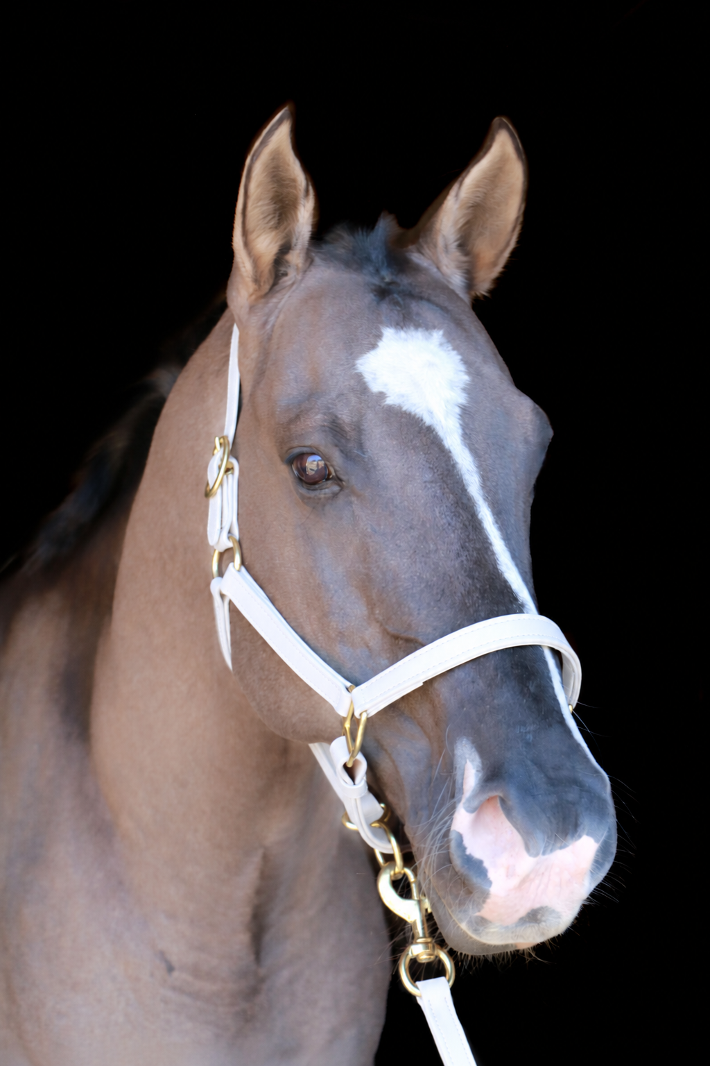 Silvabel Double Stitched Halter