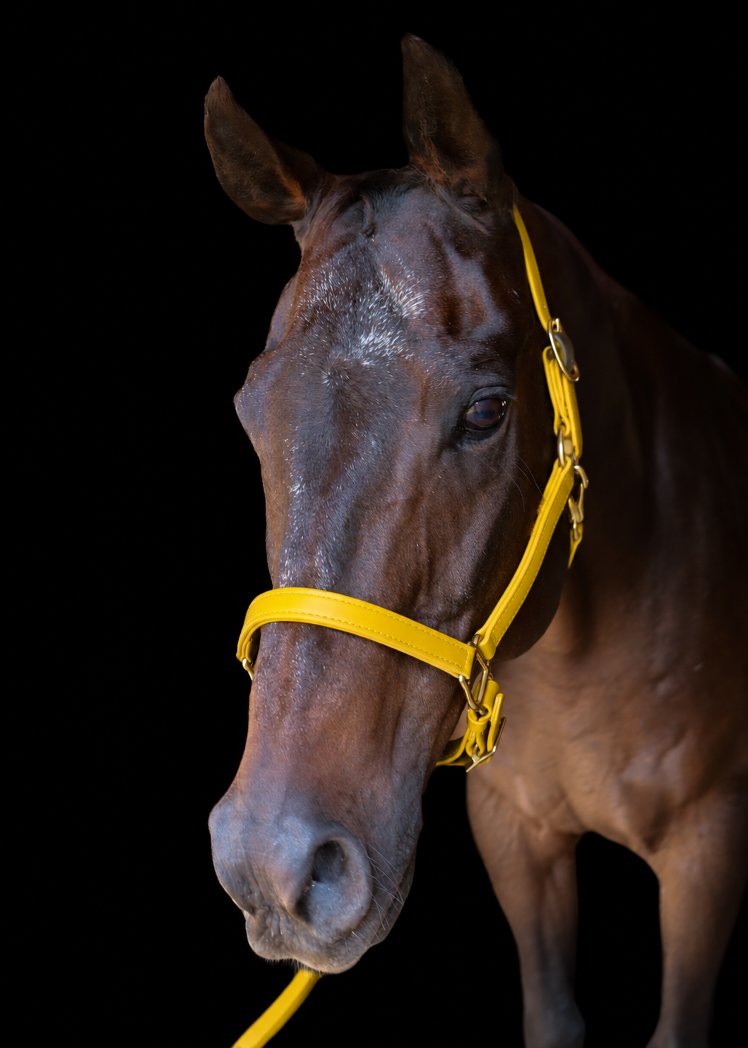Silvabel Double Stitched Halter