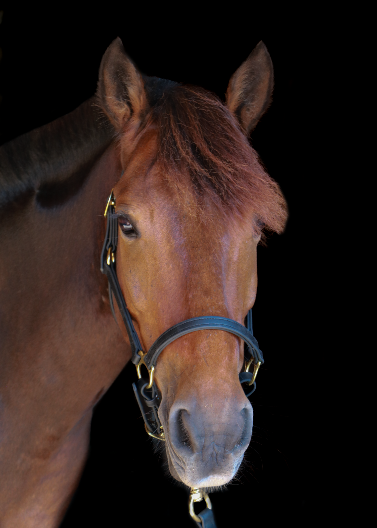 Silvabel tack on a horse