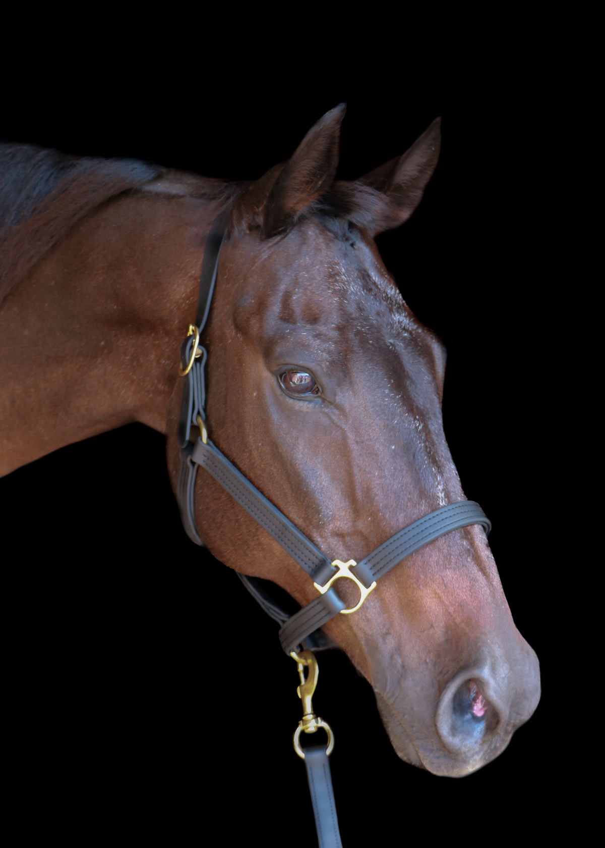 Silvabel Triple Stitched Halter