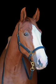 Silvabel Triple Stitched Halter