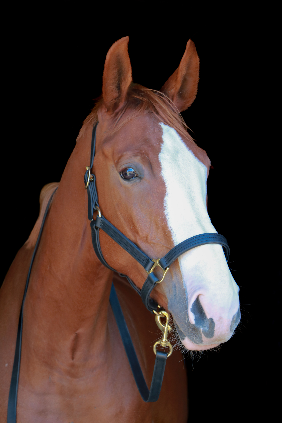 Silvabel Triple Stitched Halter