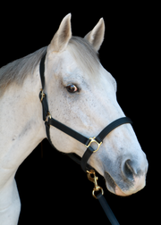 Silvabel Triple Stitched Halter