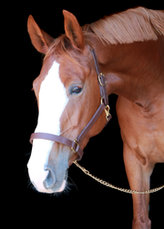 Silvabel Triple Stitched Halter