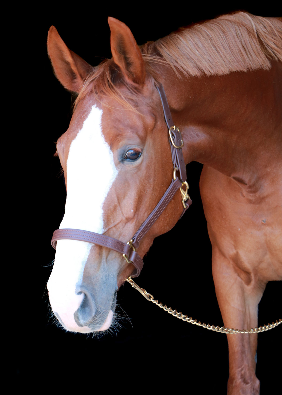 Silvabel Triple Stitched Halter